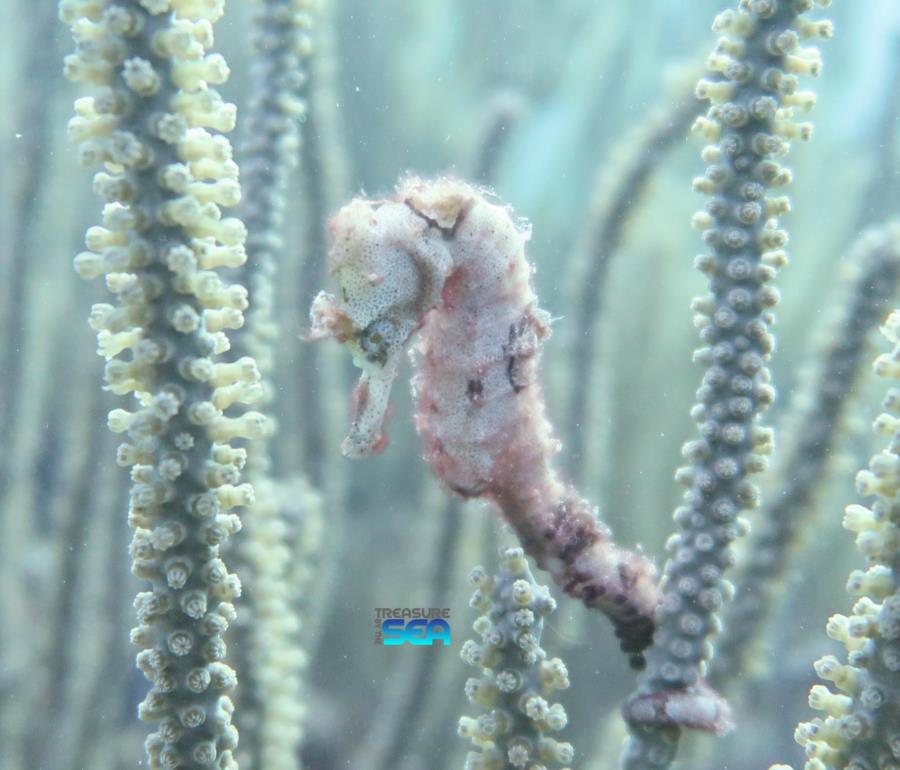 The Rock - Seahorse Treasure By The Sea Bonaire