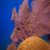 Amazing underwater nature - KooxDivingPlayadelCarmen
