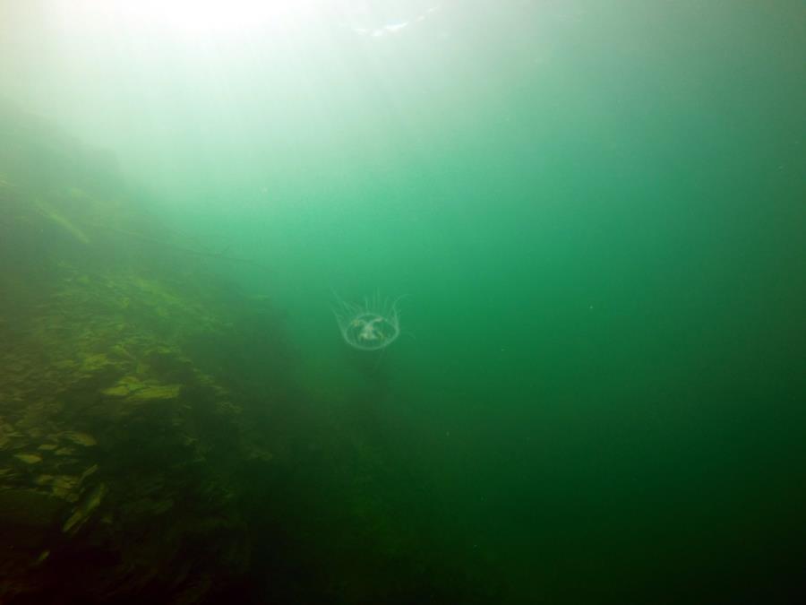 Juturna Springs - Fresh water Jellyfish