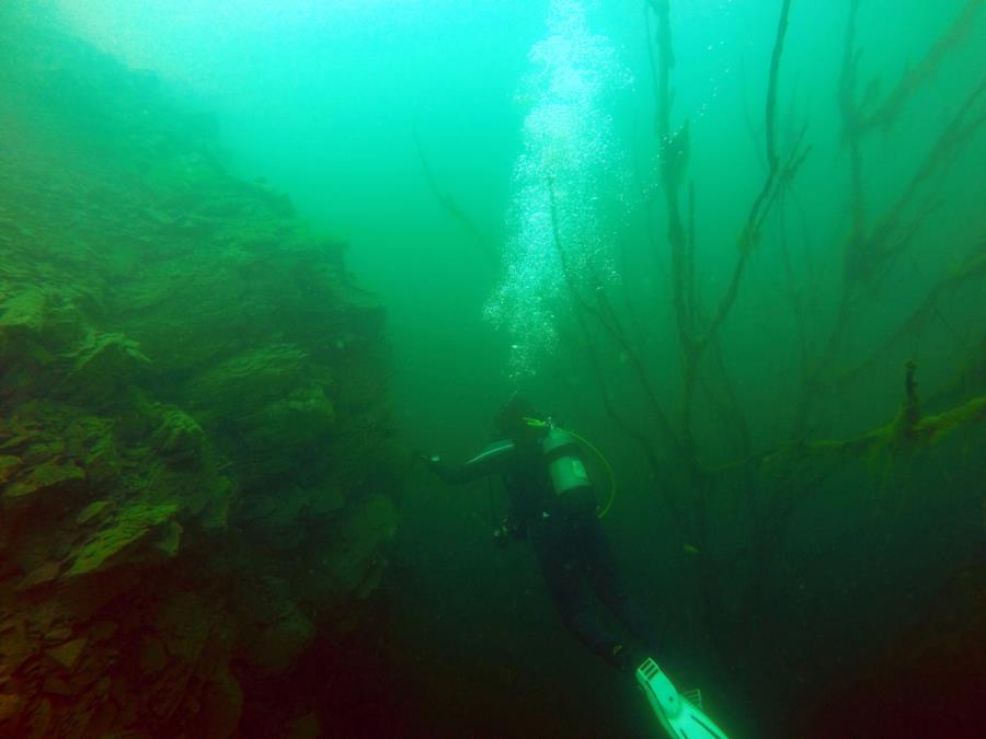 Juturna Springs - between a rock and tree