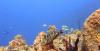 Big Dipper - Cayman Islands