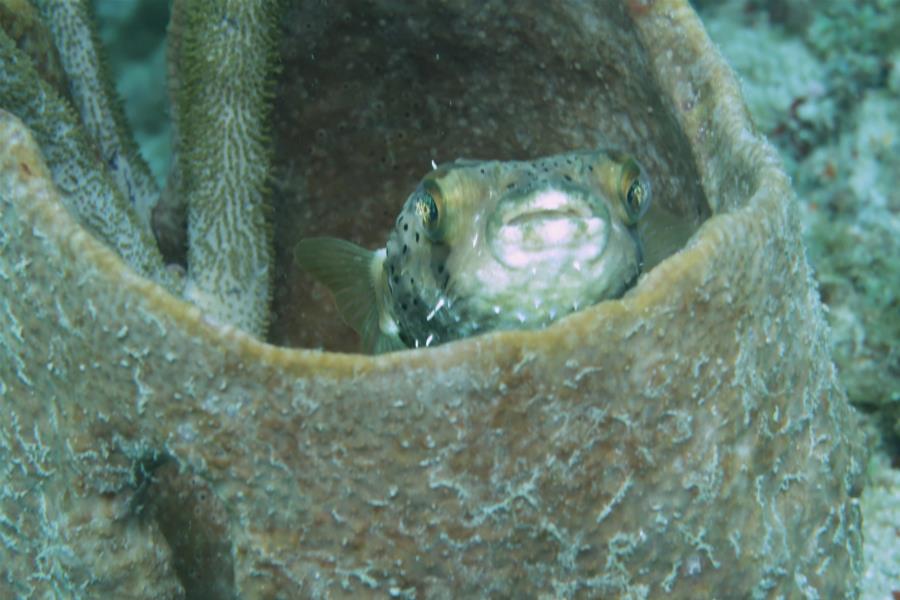 Vista Reef Park - Southern Ray