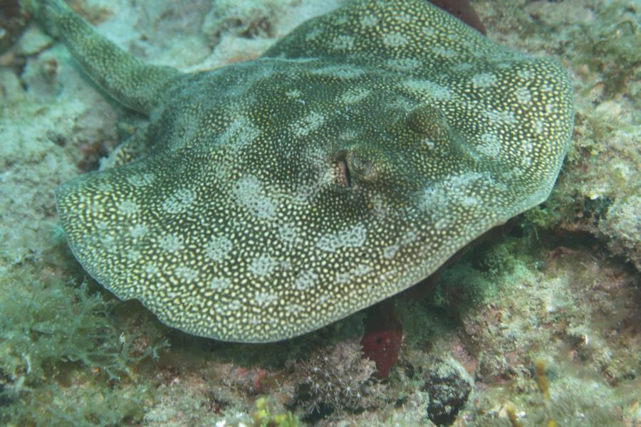 Vista Reef Park - Puffer