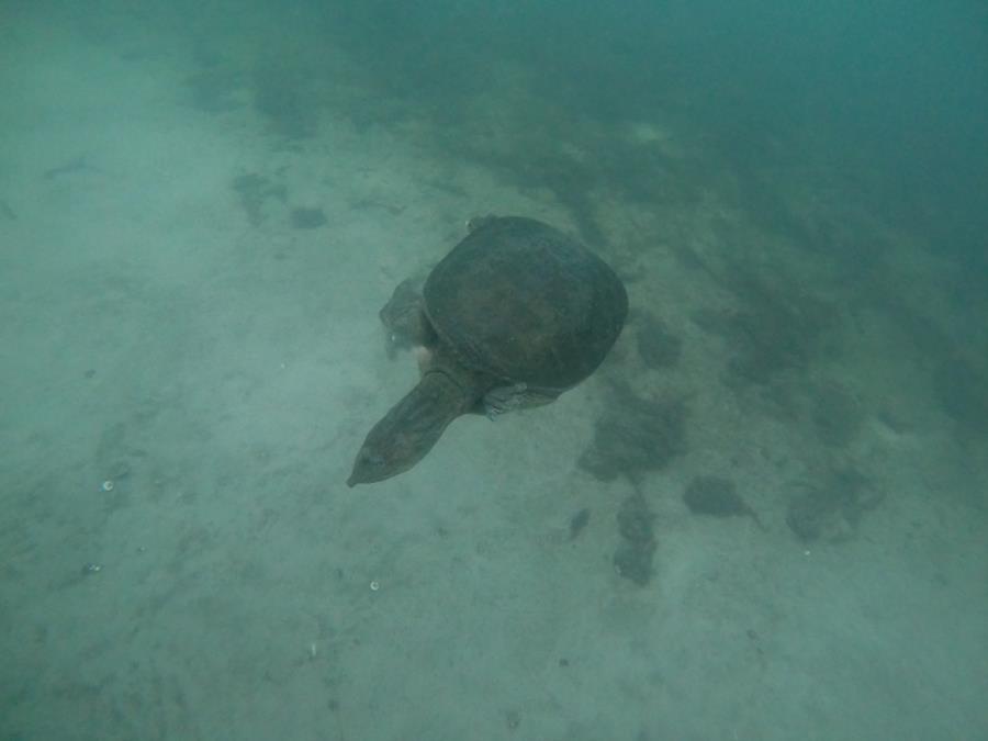 Lake Denton - Turtle