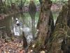 Guy inside Cypress - SantaFeSandy