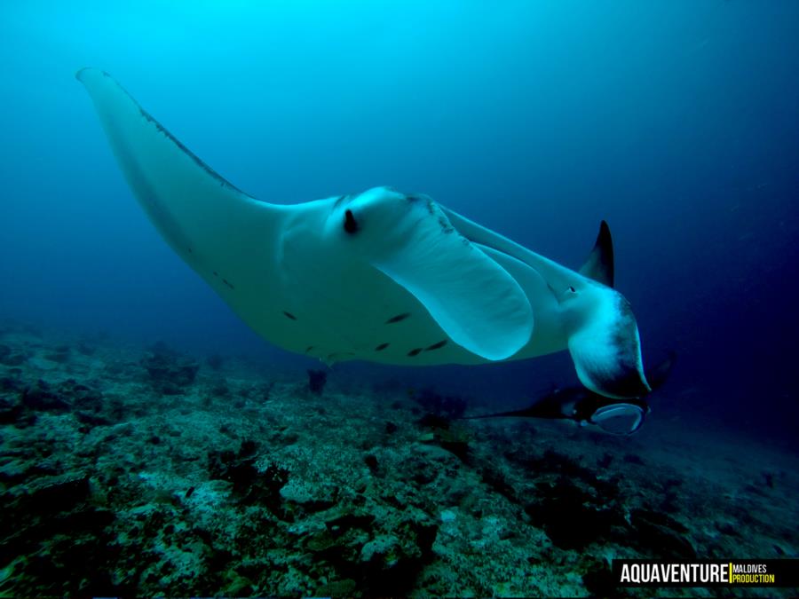 Addu Manta Point - Addu Manta Point - Aquaventure Maldives