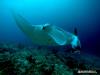 Addu Manta Point - Maldives