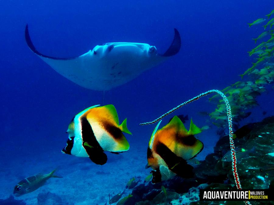 Addu Manta Point - Addu Manta Point