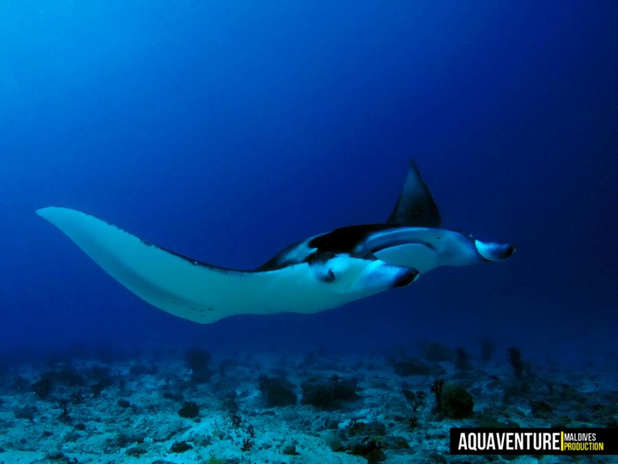 Addu Manta Point - Addu Manta Point