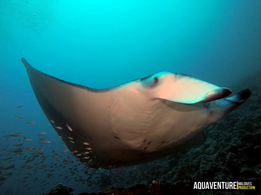 Addu Manta Point - Addu Manta Point