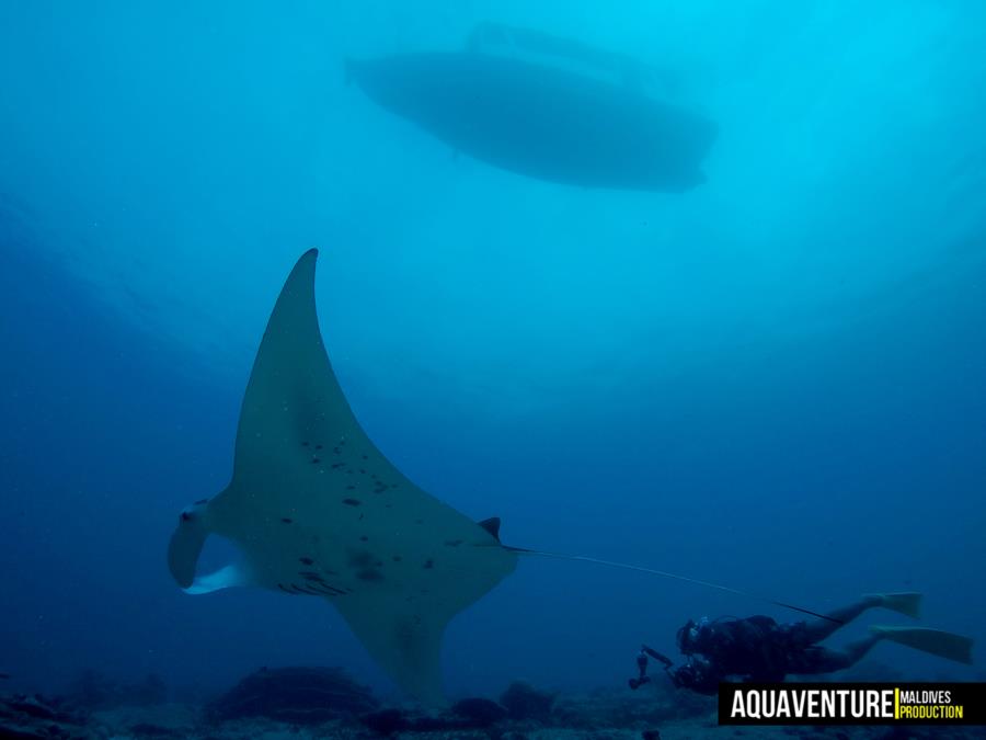 Addu Manta Point - Addu Manta Point