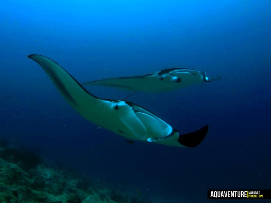 Addu Manta Point - Addu Manta Point