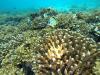 Coral Garden - Panama