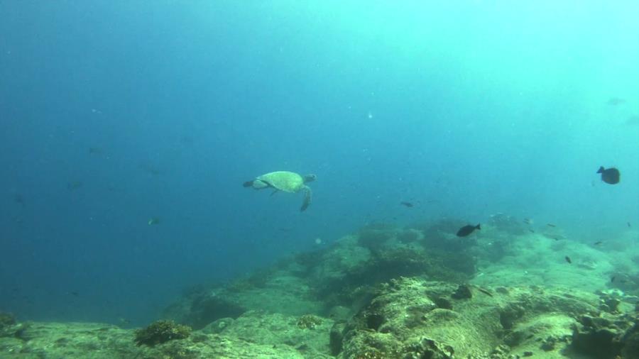 Turtle Point Dive - green turtle