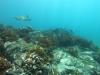 Turtle Point Dive - Panama