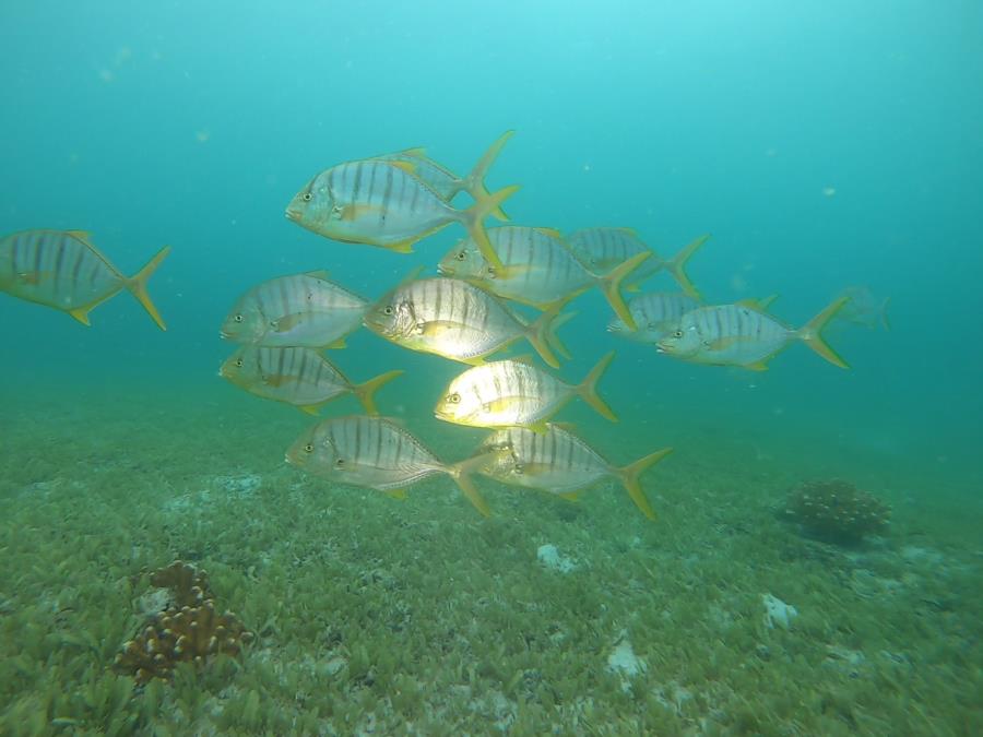 Green Field Dive - Juvenile Golden Jack