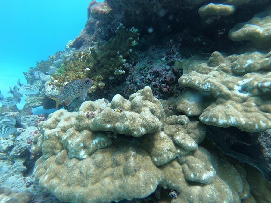 El Flor Dive - Brain Coral