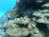 Brain Coral - calamiaresort