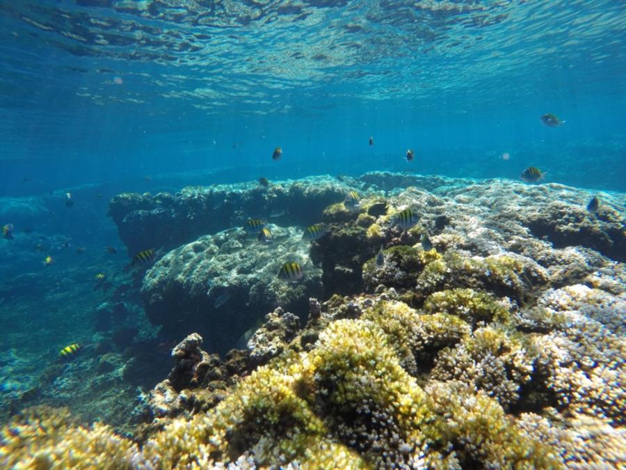 Barracuda Island Dive - shallow reef