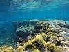 Barracuda Island Dive - shallow reef