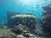 Barracuda Island Dive - Panama