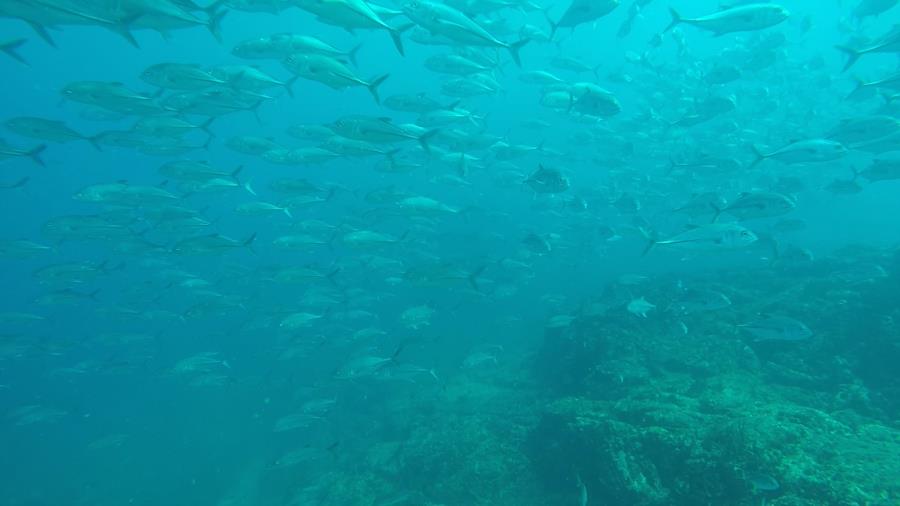 Frigatte Island Dive - school of jacks