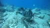 Frigatte Island Dive - triggerfish