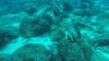 Frigatte Island Dive - Panama