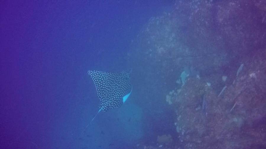 Corner Point Ladrones - spotted eagle ray