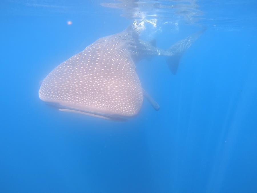 Middle Point Ladrones - whale shark