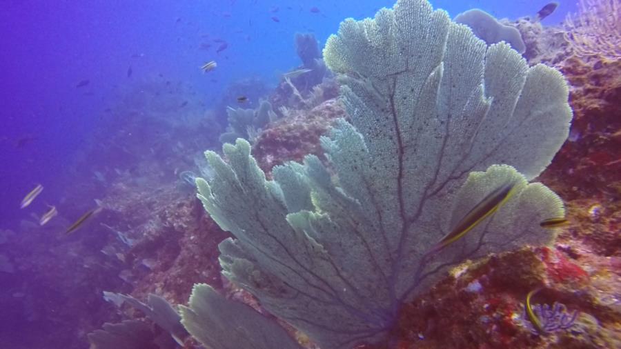 Flat Rock ladrones - Soft Corals