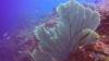 Flat Rock ladrones - Soft Corals