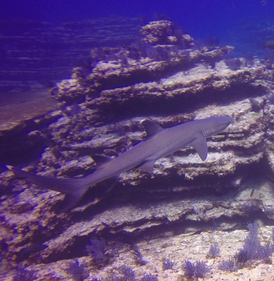 Pancake Rocks Ladrones - white tip shark