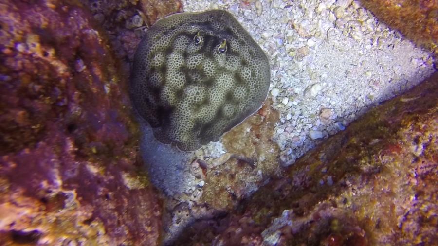 Labyrinth Point, Montuosa Dive Spot - ray