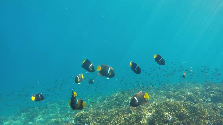 Labyrinth Point, Montuosa Dive Spot - King Angelfish