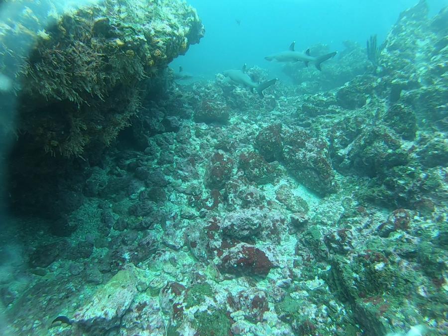 Shark Point Dive - white tip x2