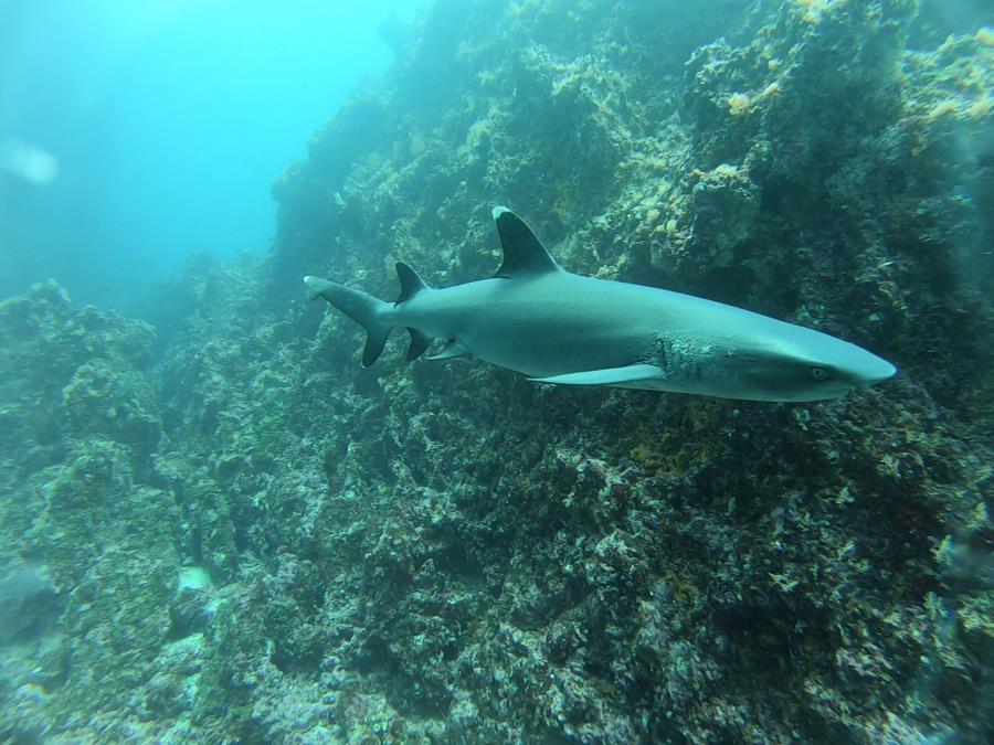 Shark Point Dive - white tip big