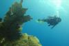 Sea Fan formations - BeautifulByNature