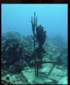 Neighborhood Beach - Free diver with staff