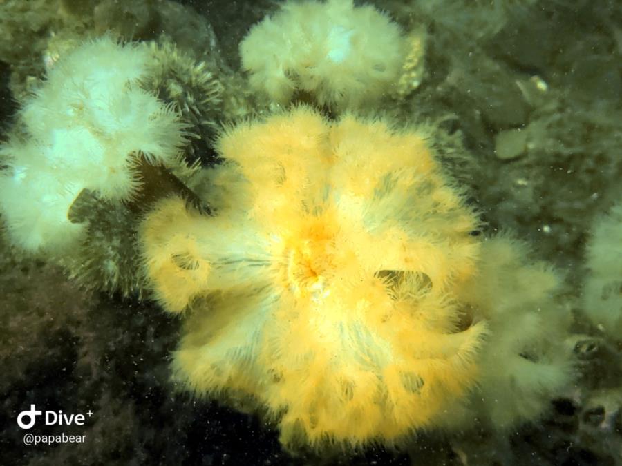 Africville Boat Launch, Seaview Park - My Anemone photo