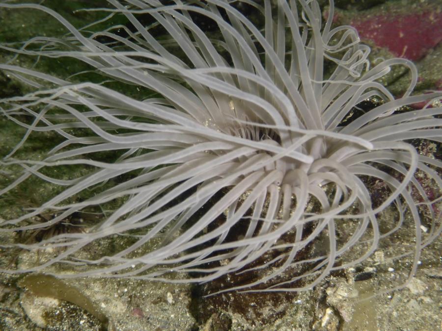 San Carlos Beach - anemone