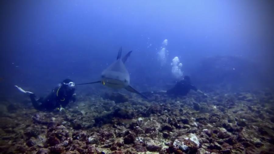 Bat Islands: Big Scare - Diving with bull sharks