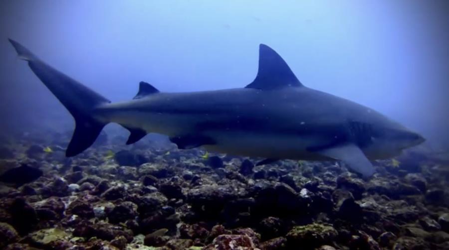 Bat Islands: Big Scare - Making more bubbles with bull sharks