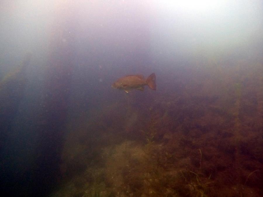 Welland Scuba Park - Bass