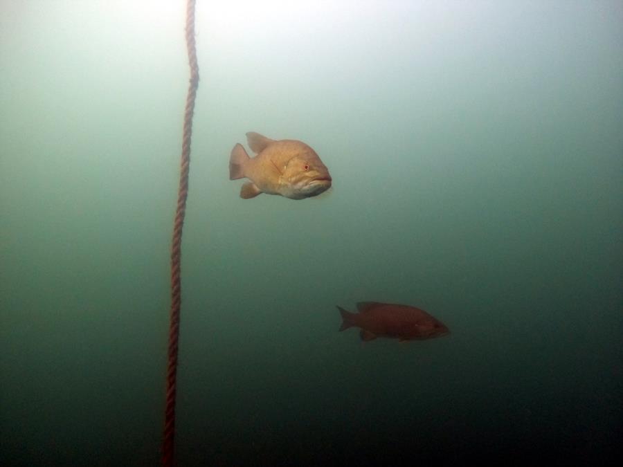 Welland Scuba Park - Fish