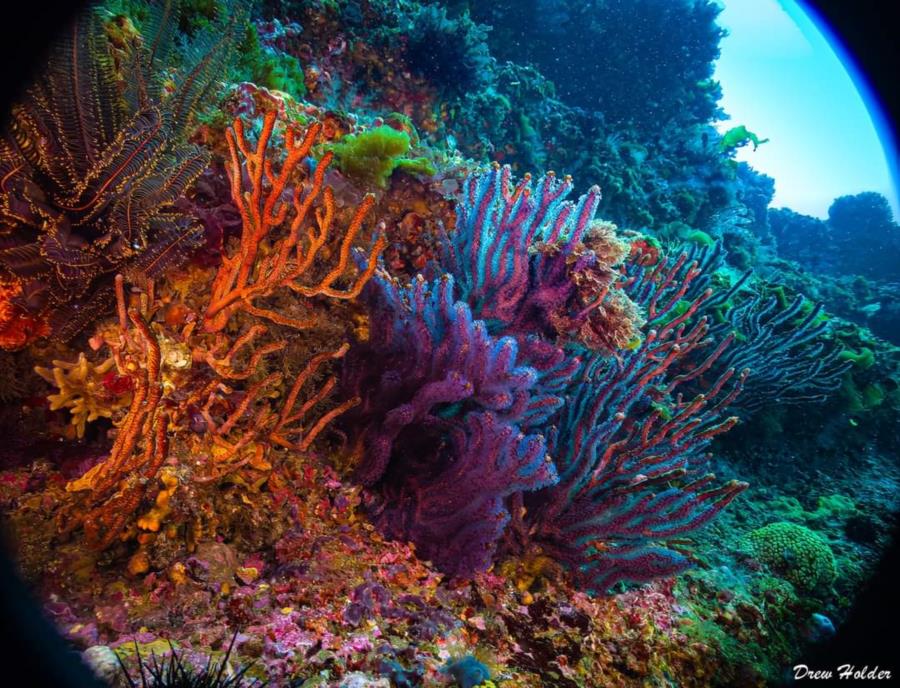 Majam Scuba - Pohang Coral