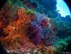 Pohang Coral