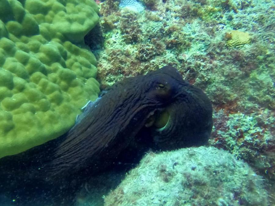 Tinian Island - Octopus