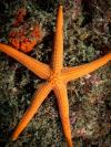 Yeonhwado Island Wall - Starfish