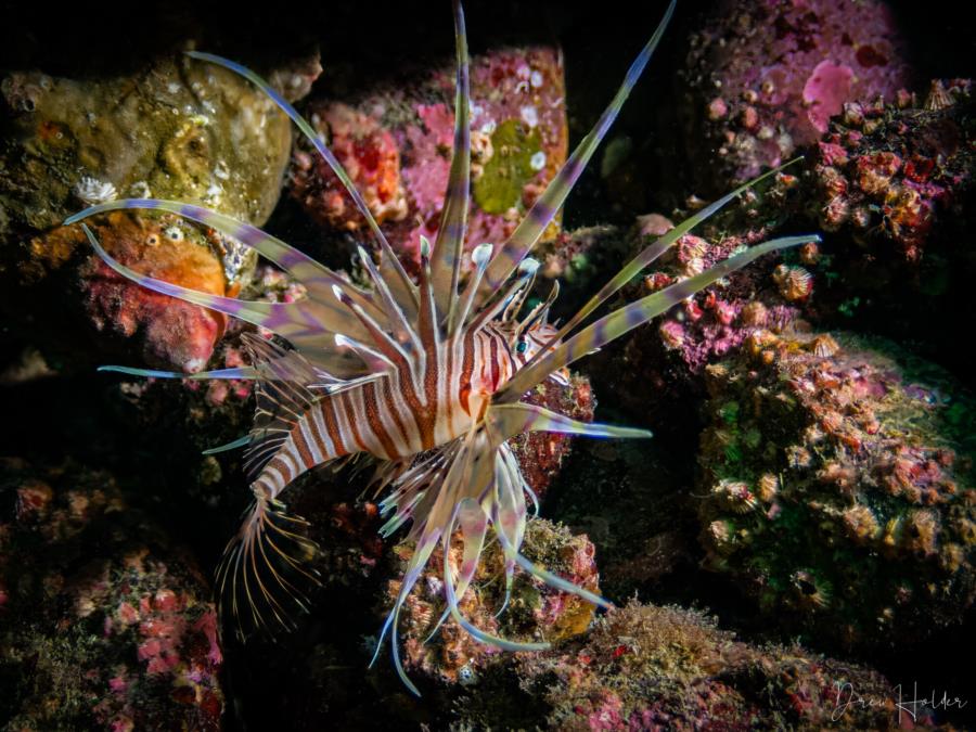 Yeonhwado Island Wall - Lionfish